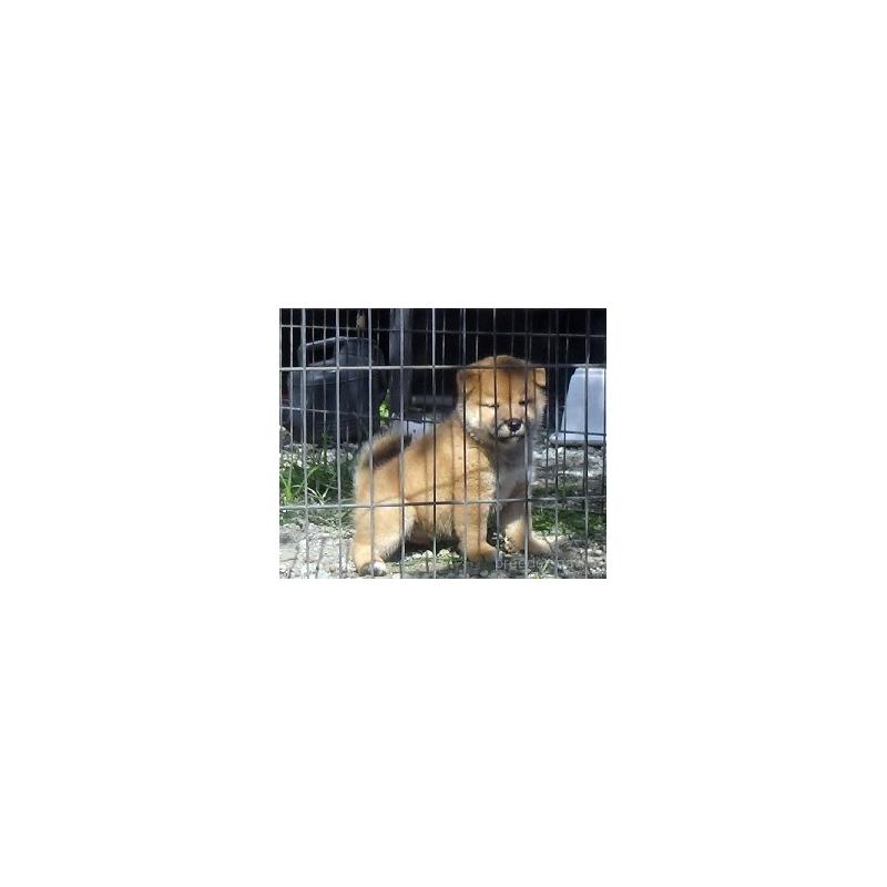 販売中の埼玉県の柴犬-420744の4枚目